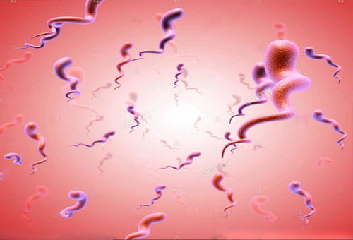Nguyên nhân gây bệnh giang mai là do một loại vi khuẩn tên Treponema pallidum gây ra. Bệnh giang mai có thể lây nhiễm ở hầu hết mọi người.